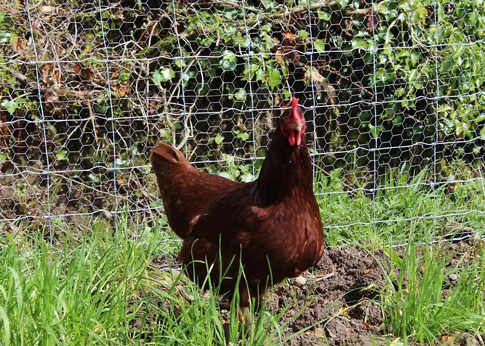 Bed & Breakfast Luachra 5*