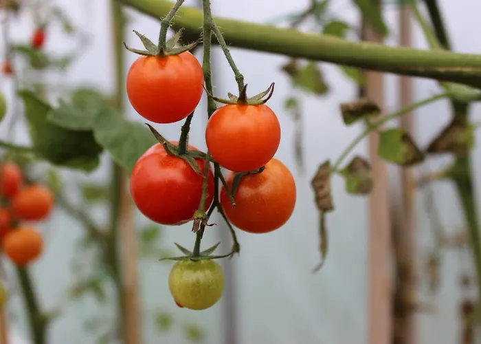 Bed & Breakfast Luachra 5*