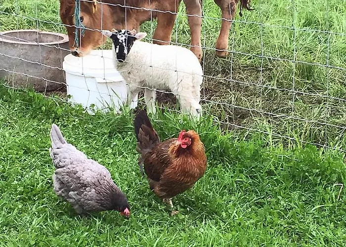 Luachra Gneeveguilla