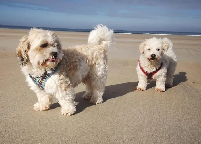 Luachra Gneeveguilla