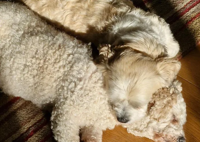 Bed & Breakfast Luachra Gneeveguilla